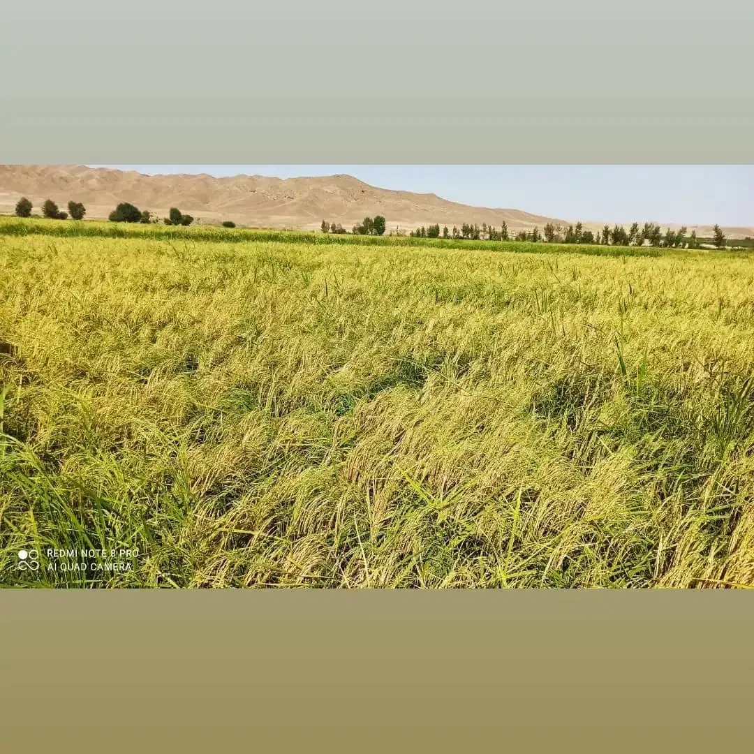 برنج هاشمی درجه یک دره رود قره‌داغ باعطروطعم|خوردنی و آشامیدنی|چهاردانگه (آذربایجان), |دیوار
