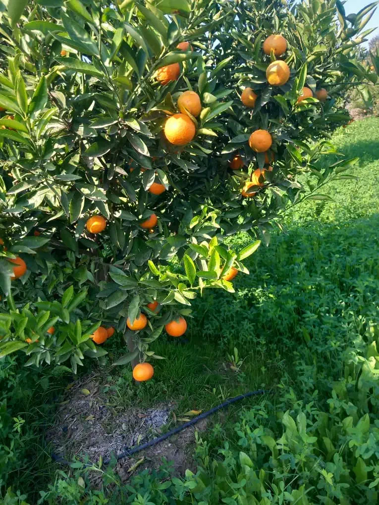 نیازمند۲۰نیروی کار خانم|استخدام صنعتی، فنی، مهندسی|بابل, |دیوار