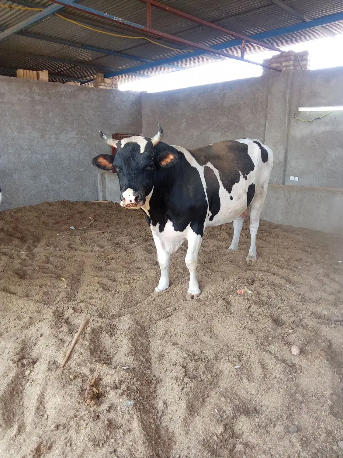 فروش کود گاو وگوسفند|حیوانات مزرعه|اردکان, |دیوار