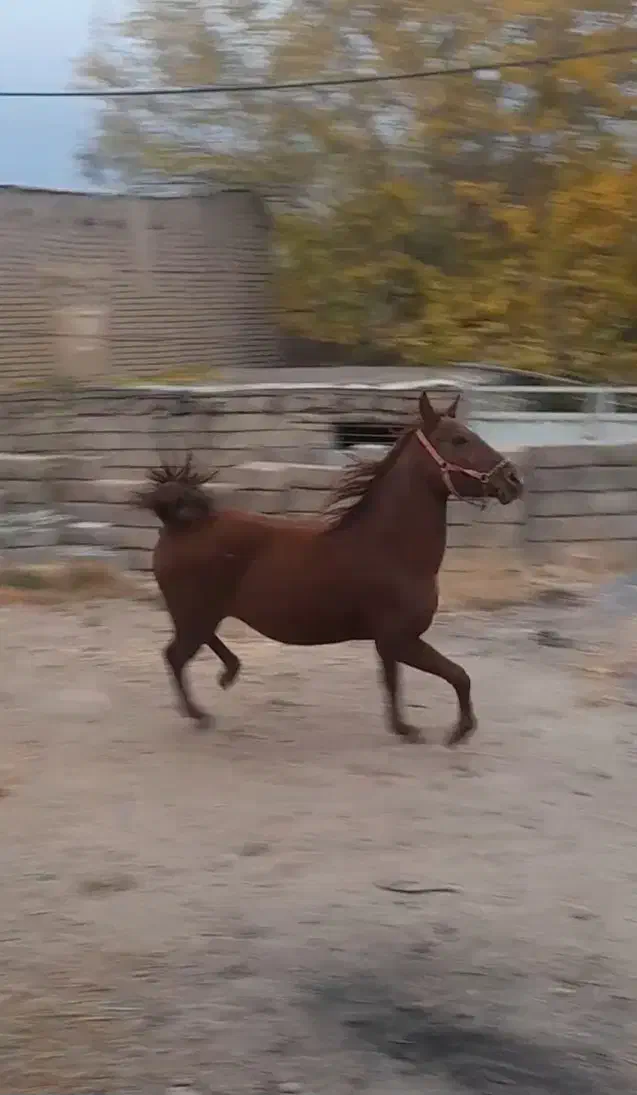 کره شجره دار|اسب و تجهیزات اسب‌سواری|فولادشهر, زاینده رود|دیوار