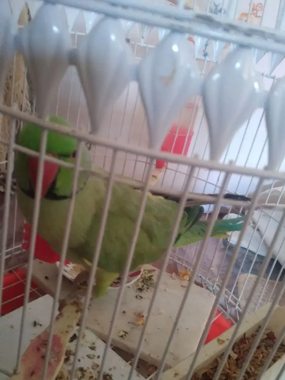 طوطی|پرنده|مهدی شهر, |دیوار