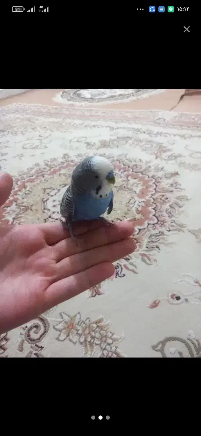 مرغ عشق گم شده ابی|پرنده|آذرشهر, |دیوار