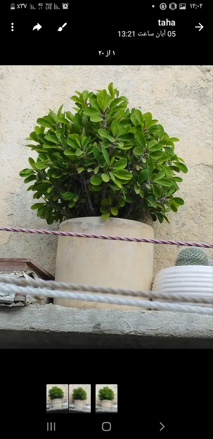 گلمرجان|گل و گیاه طبیعی|کرمانشاه, |دیوار