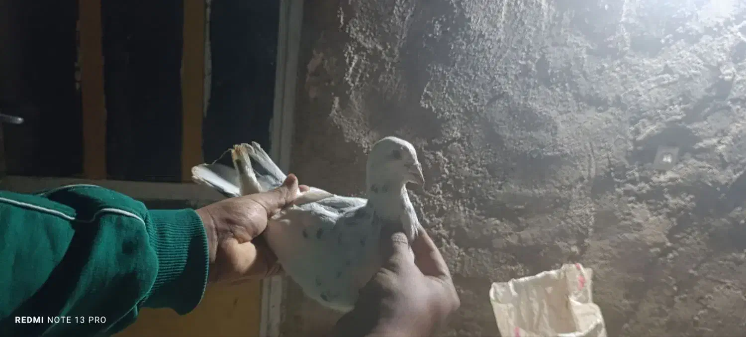 کبوتر|پرنده|اسفراین, |دیوار