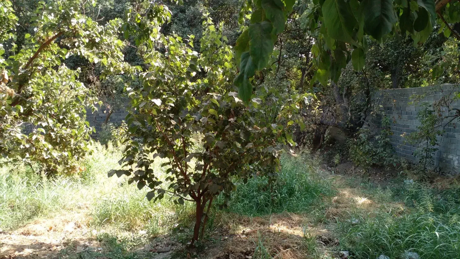 ۷۳۲ متر باغ - زنبق|فروش زمین و ملک کلنگی|تهران, کن|دیوار