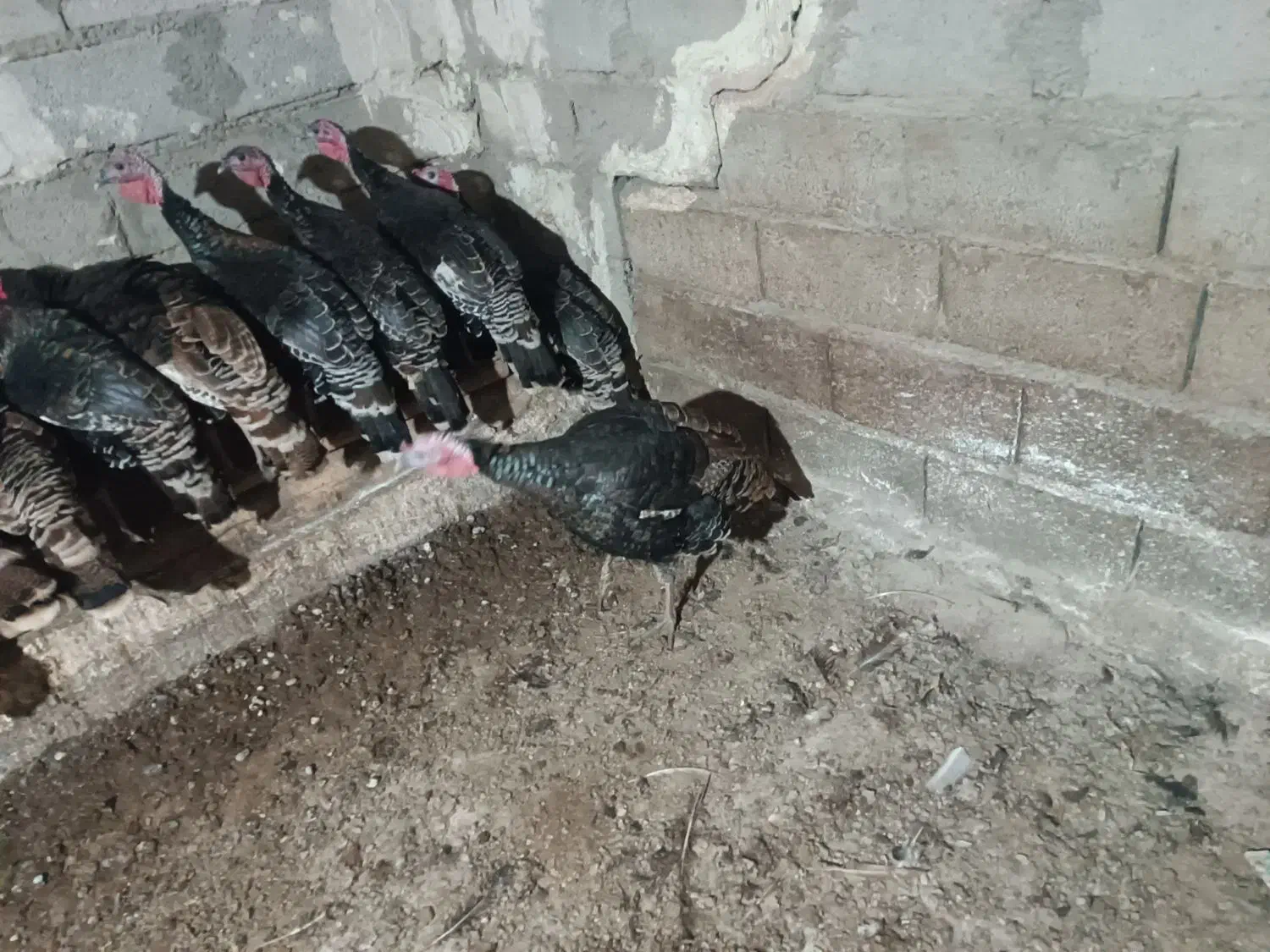 بوقلمون طبیعی و اصل روستا|حیوانات مزرعه|مرادلو, |دیوار