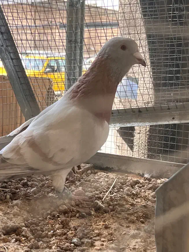 کبوتر ماده|پرنده|شیراز, دشت چنار|دیوار