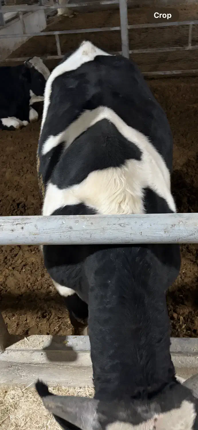 گوساله چاق|حیوانات مزرعه|زرندیه, |دیوار