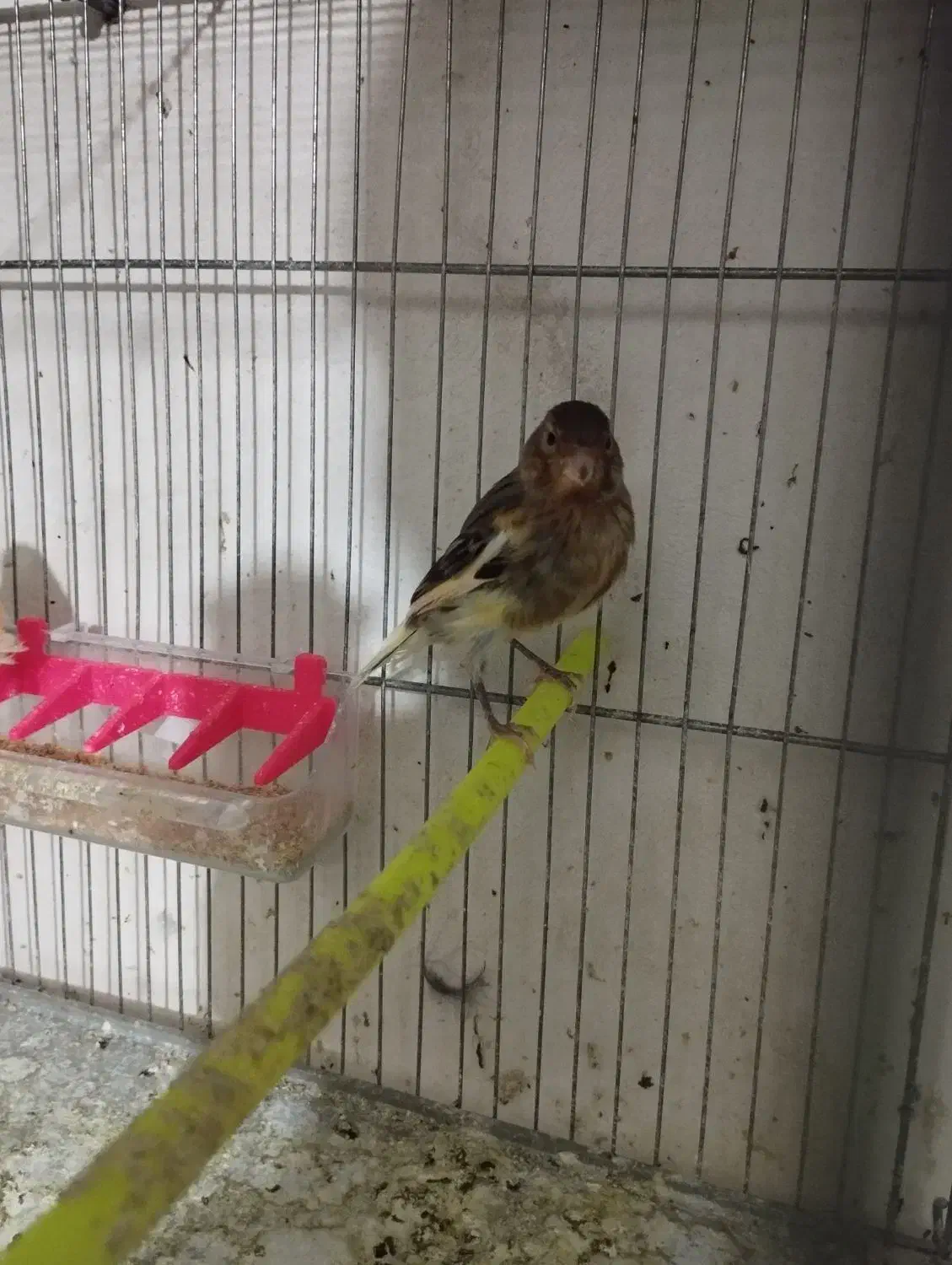 فروش ۳ تا قناری|پرنده|شاهرود, |دیوار