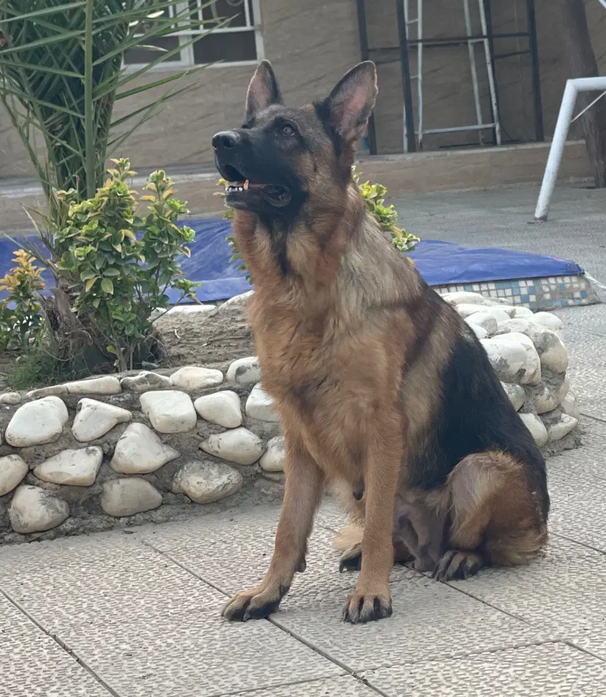 ماده ژرمن|سگ|رباطکریم, وهن آباد|دیوار