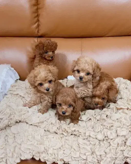 توله سگ تاینی توی پودل تیکاپ|سگ|تهران, وردآورد|دیوار