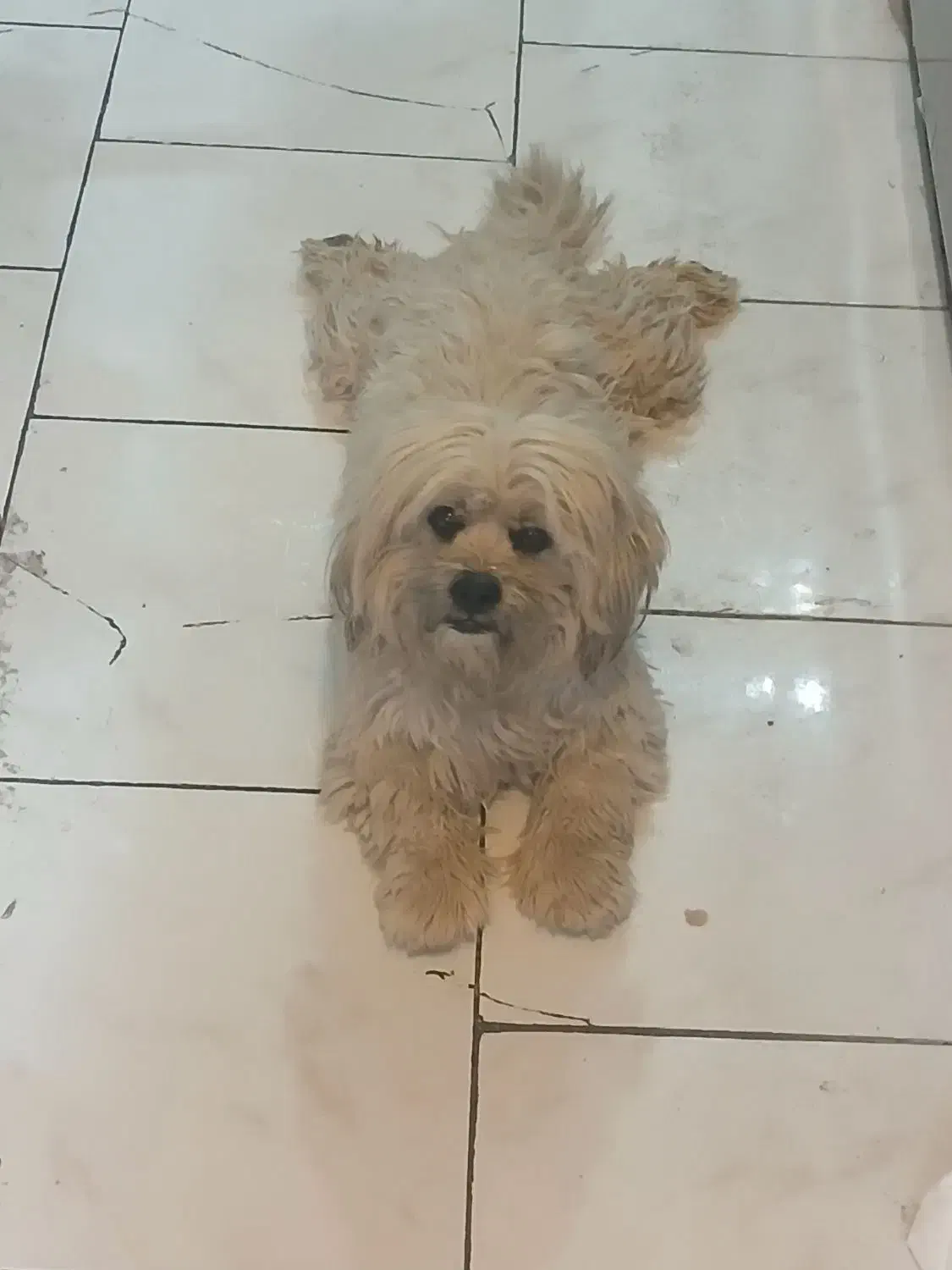 پیدا شده  .. سگ نر  در پردیس فاز ۱۱|حیوانات|پردیس, فاز ۱۱|دیوار