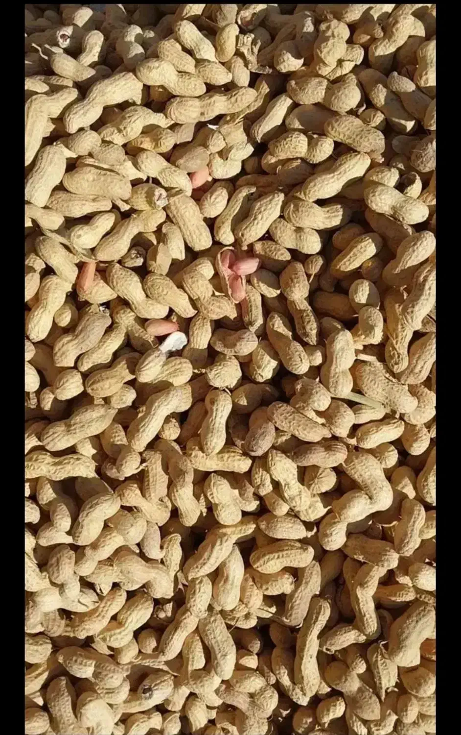 بادام زمینی  امسالی( غلاف دار) (درجه یک)|خوردنی و آشامیدنی|خورموج, |دیوار