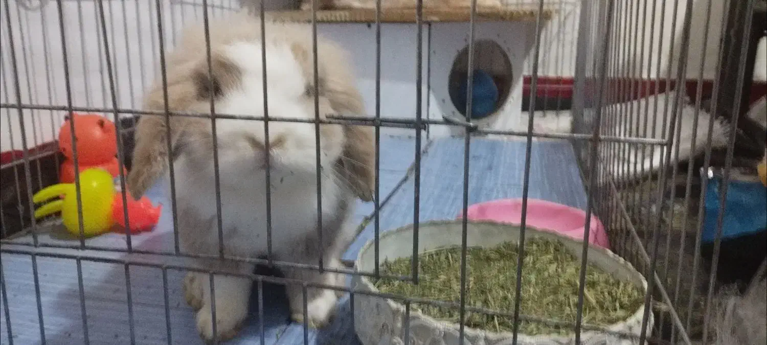 فروش بسته بندی غذای خرگوش (علوفه)|عمده‌فروشی|بوشهر, |دیوار