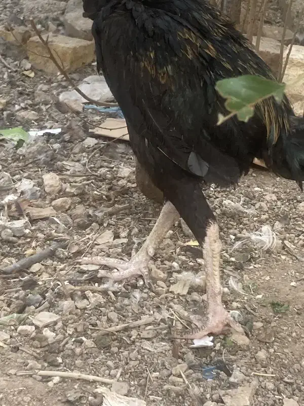 فروش لاری|حیوانات مزرعه|قیدار, |دیوار