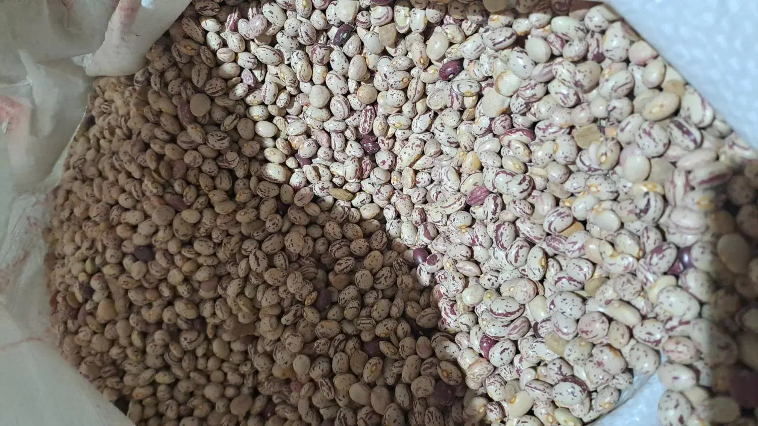 لوبیا چیتی و سفید خمین ارگانیک و خوشپخت|خوردنی و آشامیدنی|کاشان, فاز ۱ ناجی آباد|دیوار