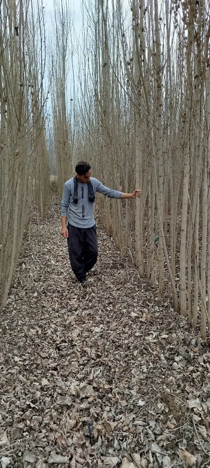 صنوبر 4 ساله|خدمات باغبانی و درختکاری|فیروزآباد (آذربایجان), |دیوار