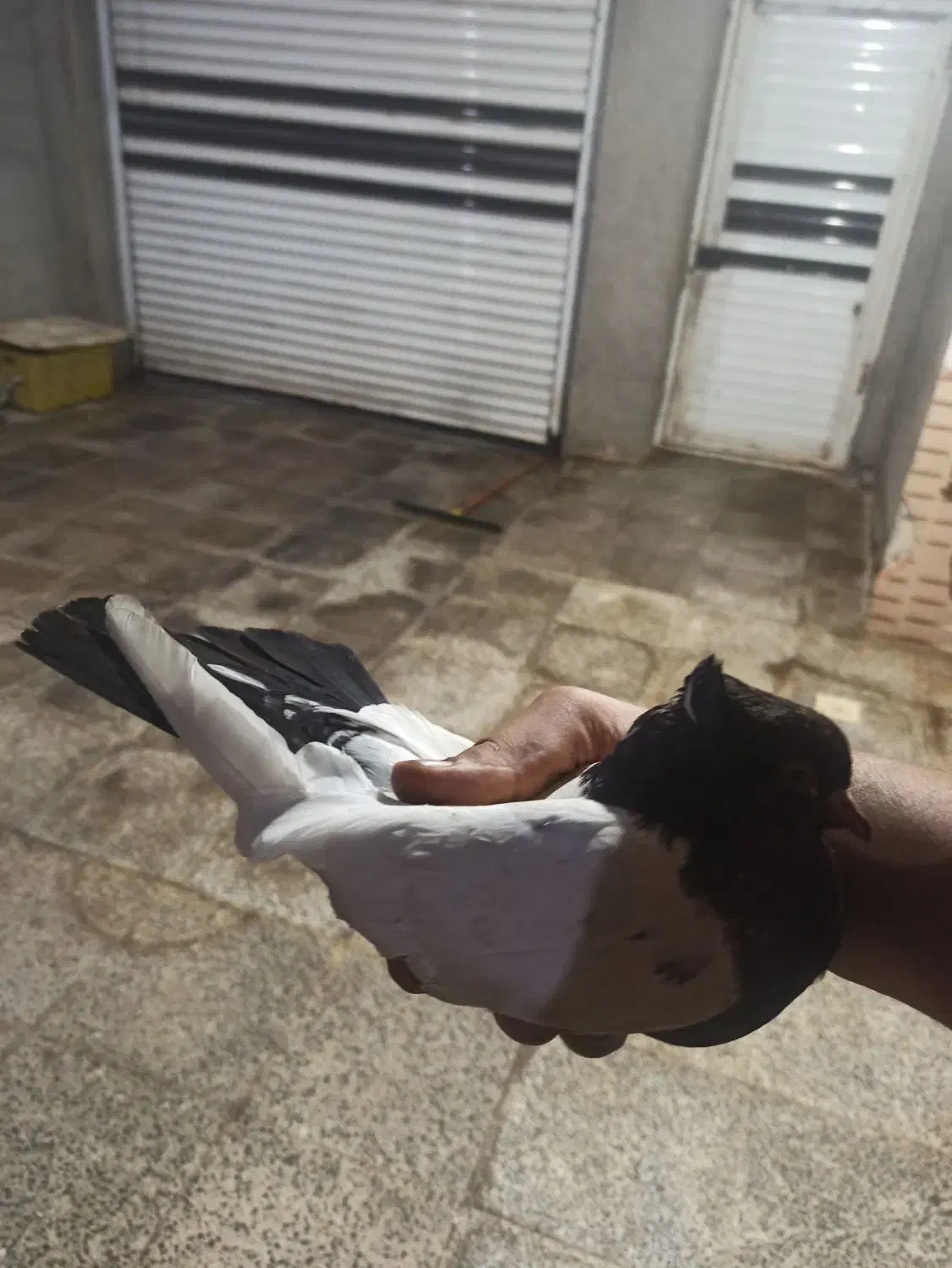 جفت سینه ای|پرنده|چمران, |دیوار