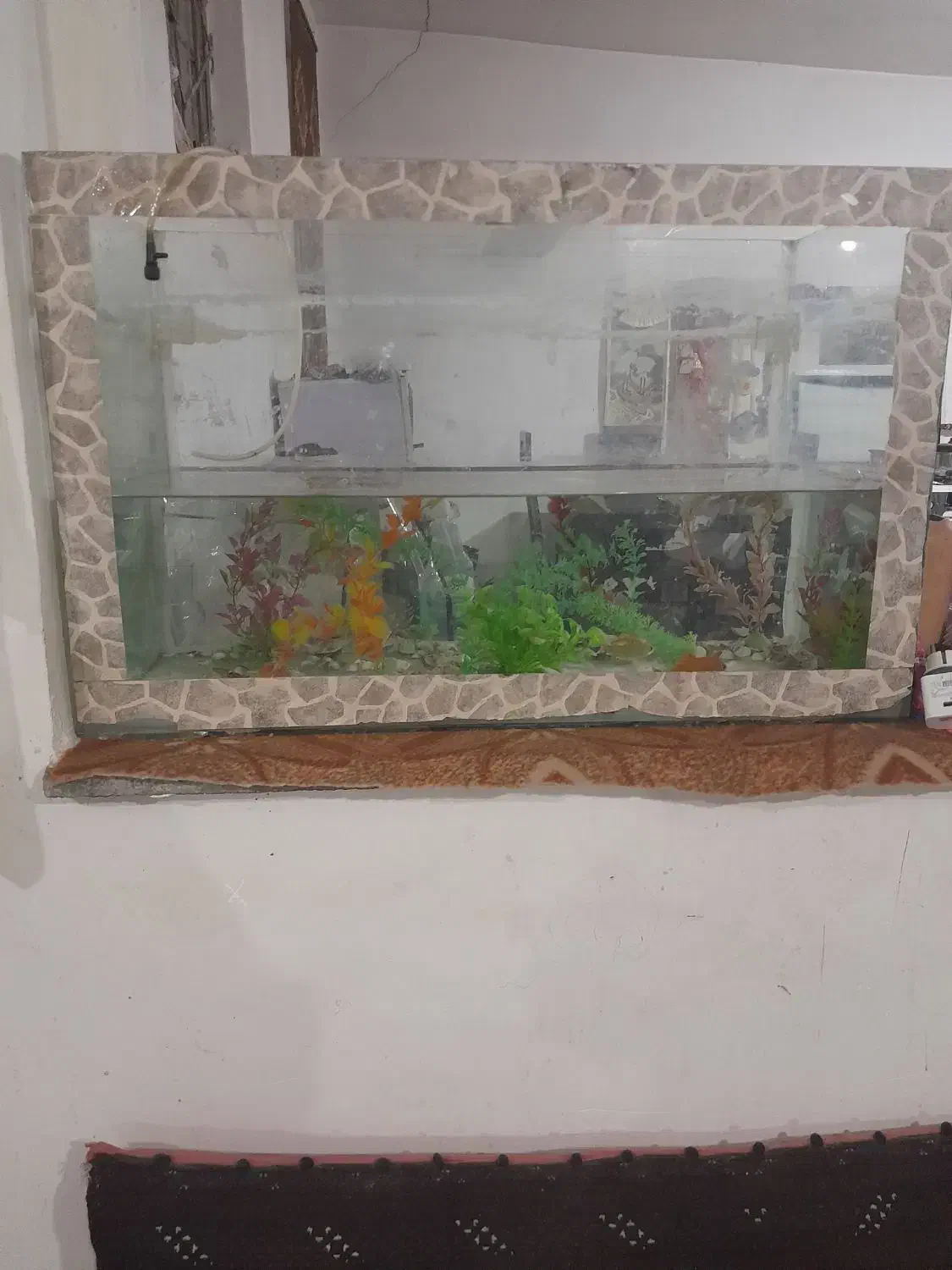 آکواریوم کامل|ماهی|چناران, |دیوار