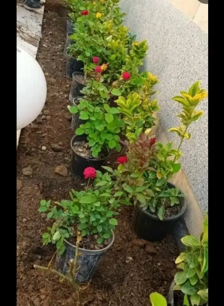 سمپاشی وباغبانی بادستگاههای مجهزی درتمام تهران|خدمات باغبانی و درختکاری|تهران, شهرک غرب|دیوار