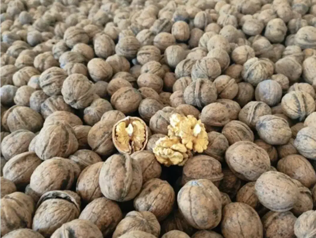 گردو|خوردنی و آشامیدنی|قم, آزادگان|دیوار