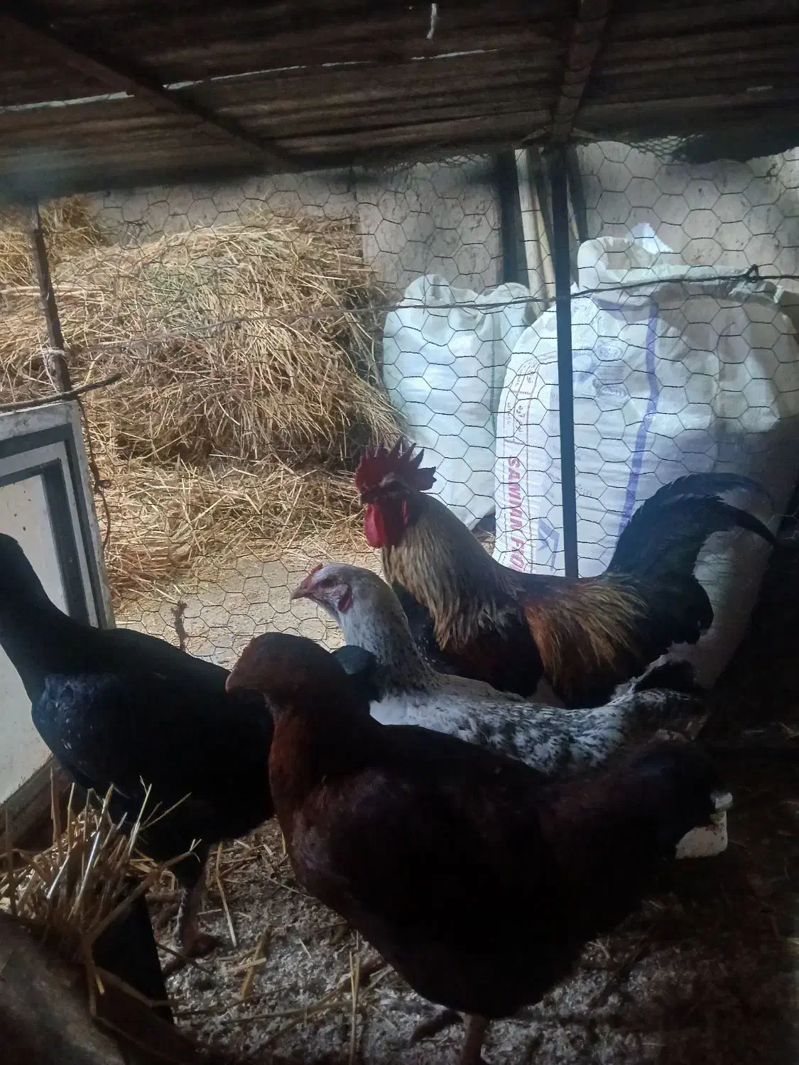 خروس محلی|حیوانات مزرعه|هیر, |دیوار