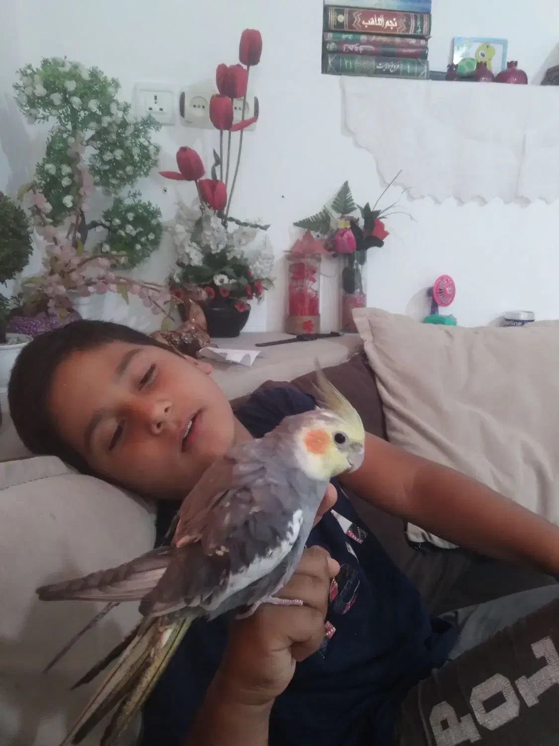 یک عددعروس هلندی سرحال وسالم|پرنده|شیراز, شهرک کوشکک|دیوار