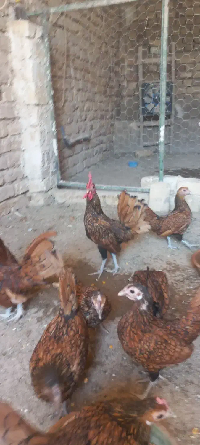 جوجه سبرایت گلد|حیوانات مزرعه|کاشان, کارگر|دیوار