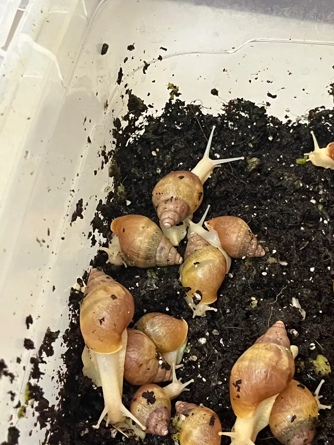 فروش حلزون|خزنده|شیراز, ریاستی|دیوار