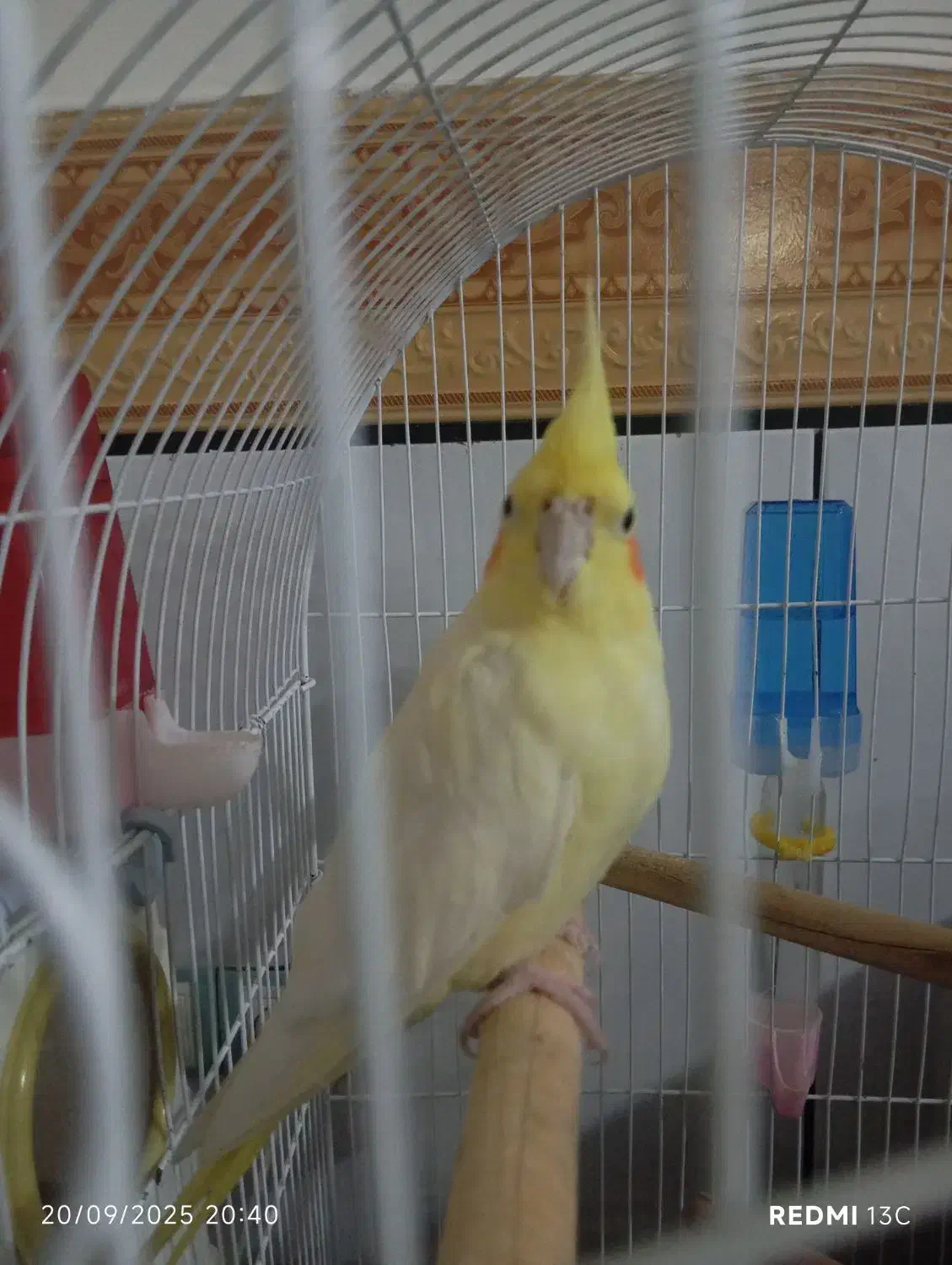 عروس هلندی|پرنده|ایلام, |دیوار