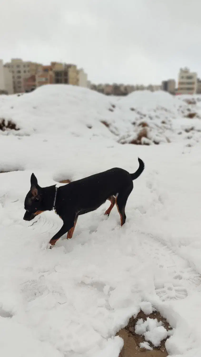 سگ گمشده|حیوانات|اصفهان, باغ فدک|دیوار