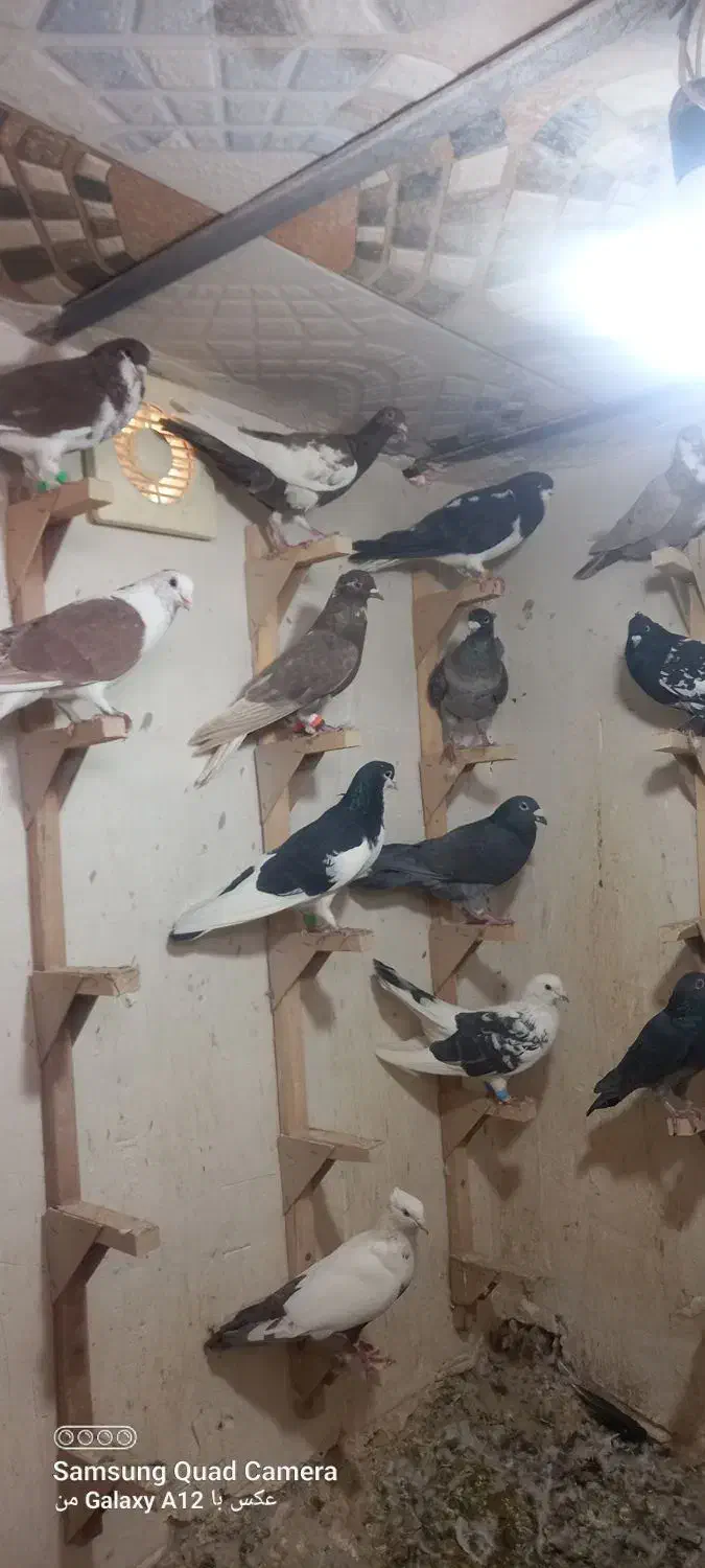 تعداد ۲۰ عدد کبوتر جفتی ۷۰۰ تکی قیمتش فرق میکنه|پرنده|شیراز, شهرک مهرگان|دیوار