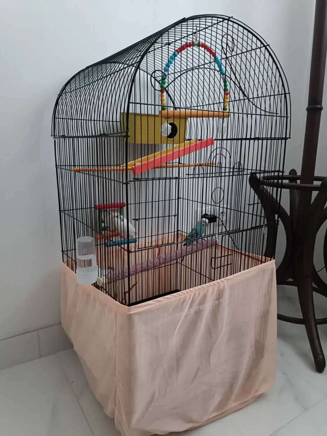 مرغ عشق|پرنده|تبریز, |دیوار