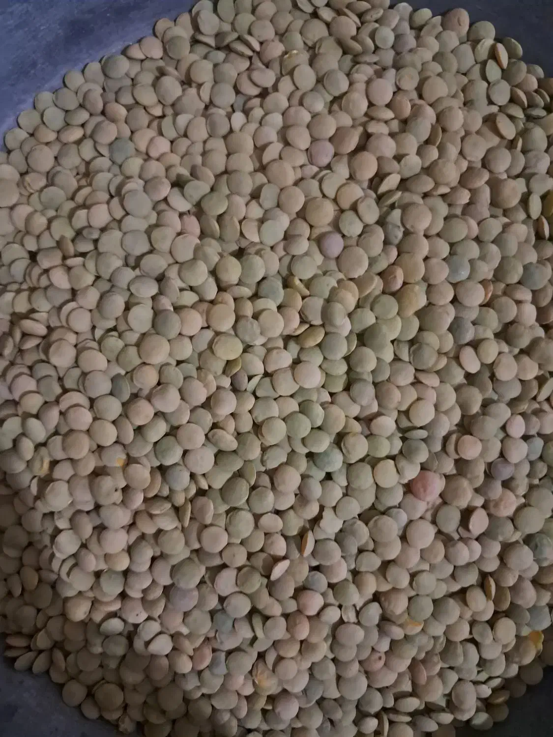 عدس درشت۱۸۰|خوردنی و آشامیدنی|نقده, |دیوار