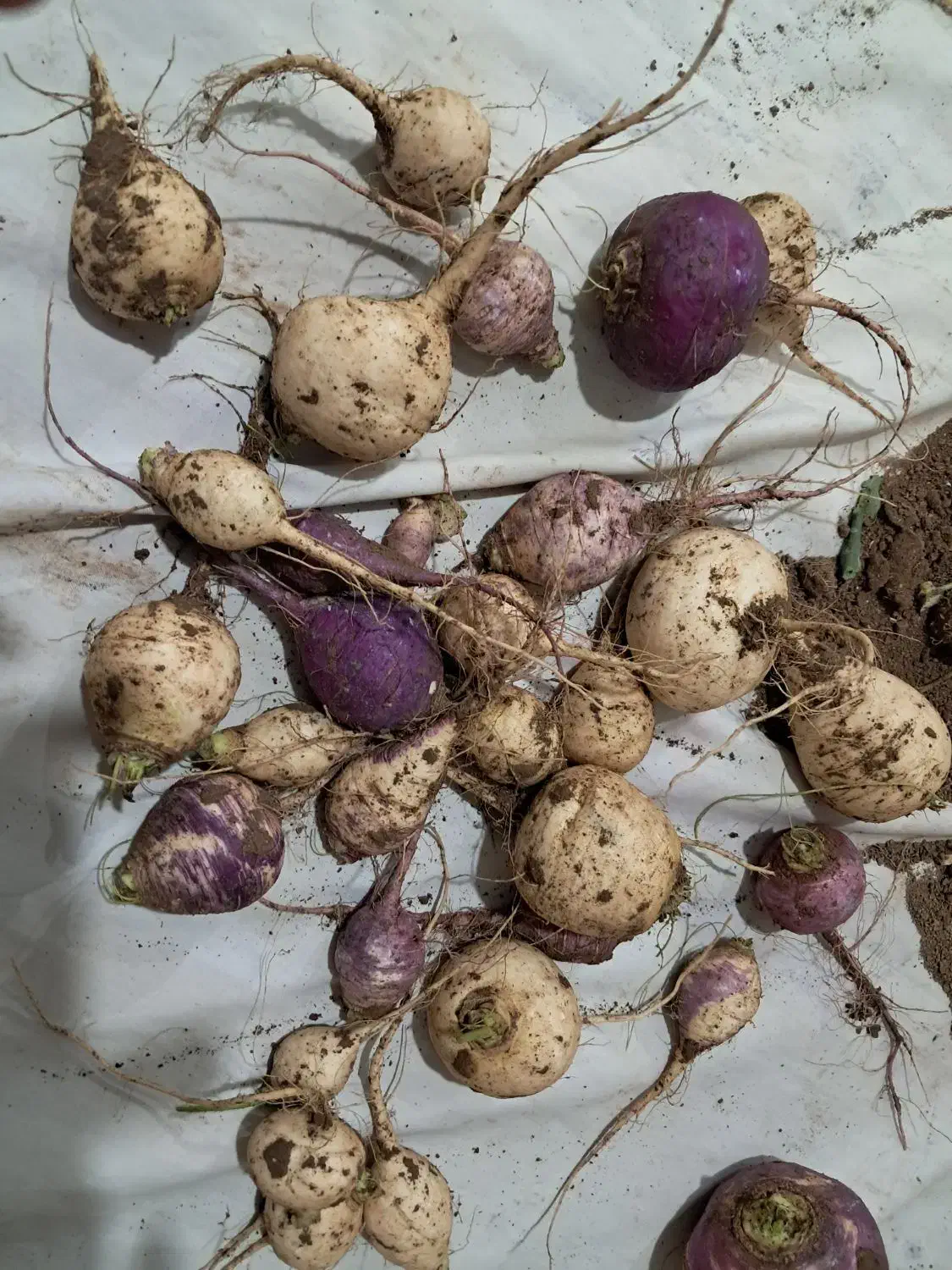 شلغم اصل هاشم اباد کیلویی ۳۵|خوردنی و آشامیدنی|هرند, |دیوار