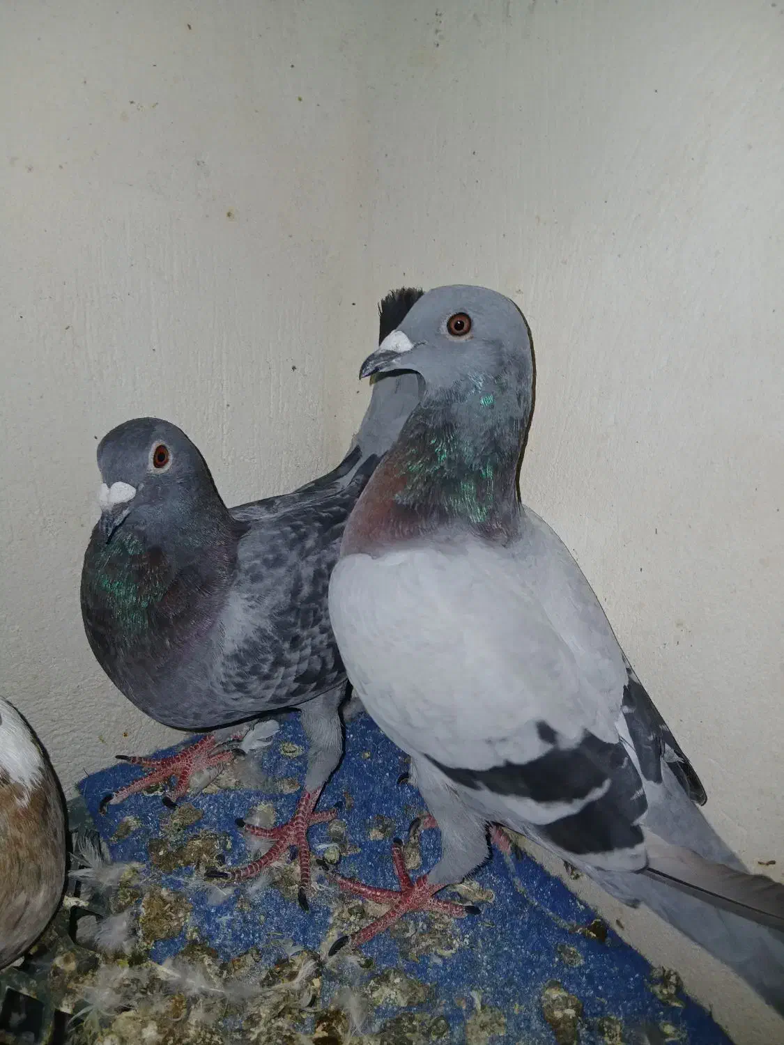 کفتر پلاکی|پرنده|گله دار, |دیوار