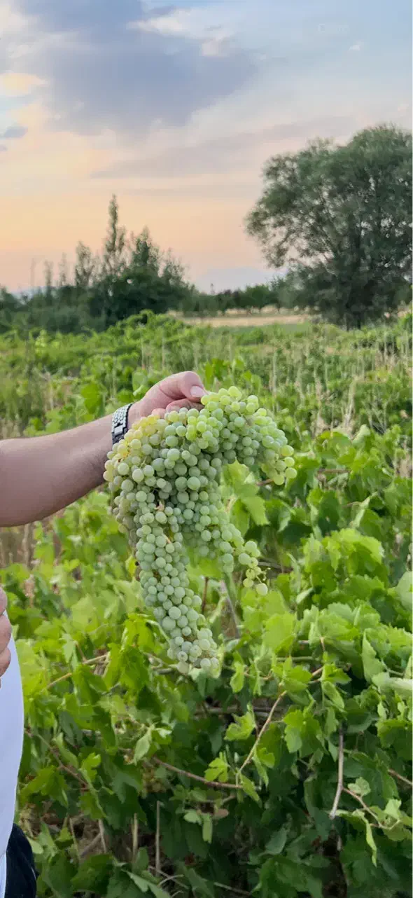 باغ انگوری عباس اباد|فروش دفتر صنعتی، کشاورزی، تجاری|شازند, |دیوار