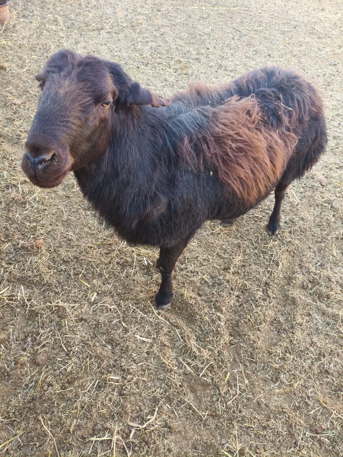 شیشک نر|حیوانات مزرعه|بسطام, |دیوار