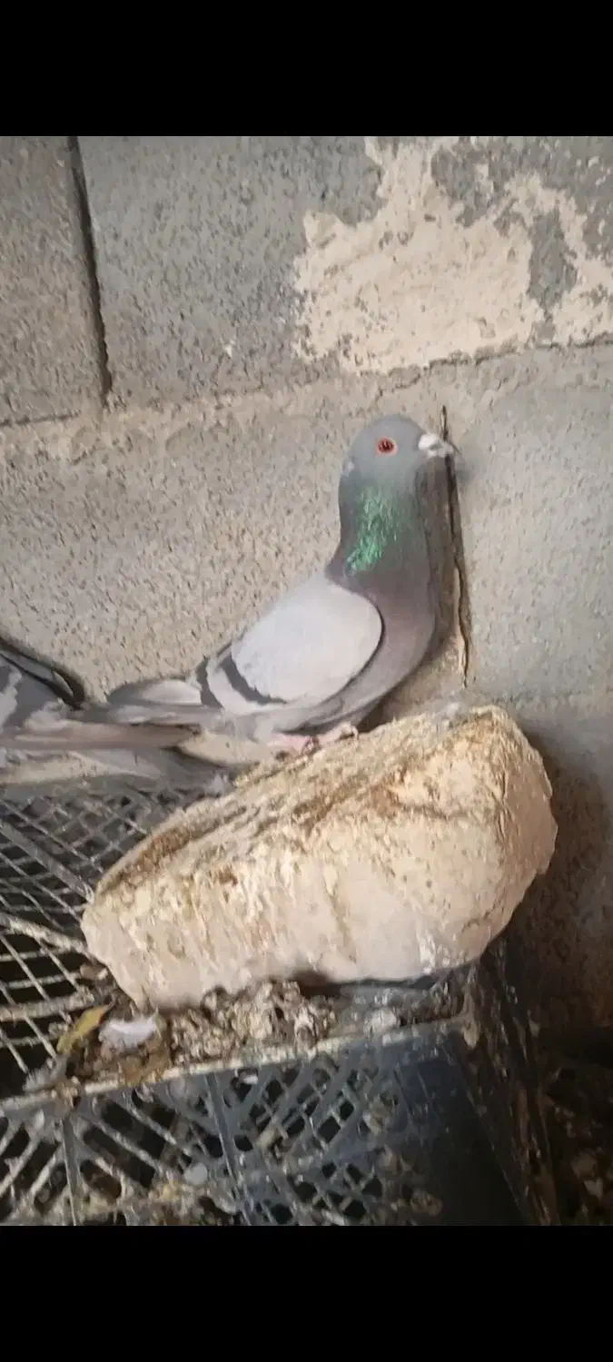 کبوتر پلاکی|پرنده|درودزن, |دیوار