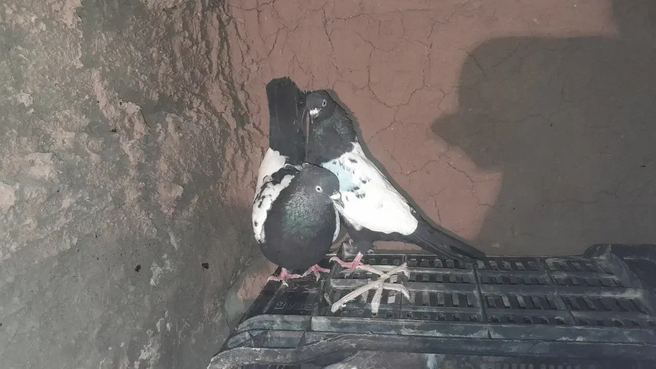 کفتر|پرنده|طاغنکوه, |دیوار