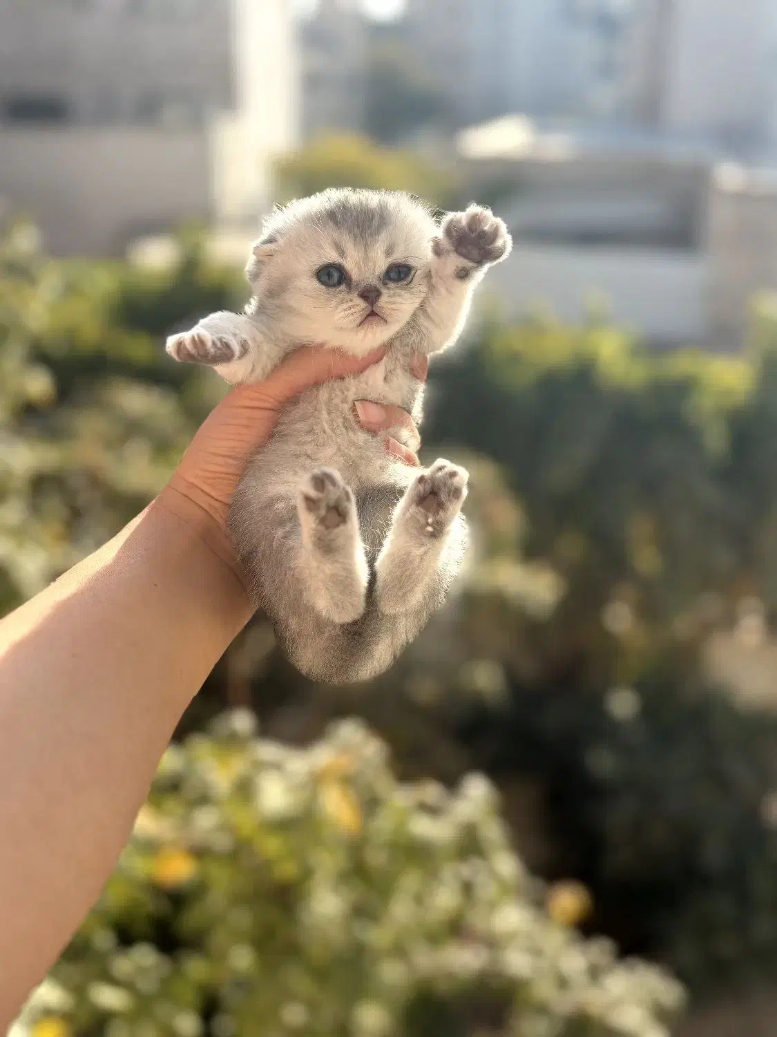 گربه|گربه|گرگان, |دیوار