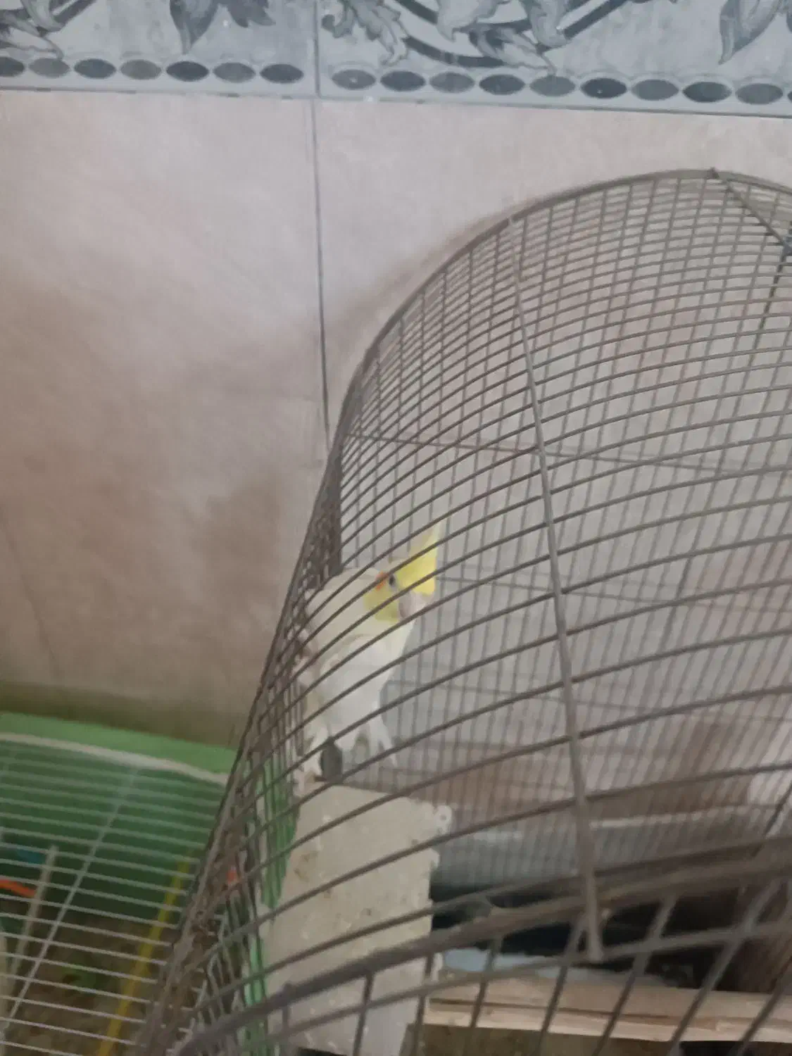 عروس هلندی لوتینو سخنگو معاوضه باکبوتر و کوتوله نر|پرنده|مشهد, خواجه ربیع|دیوار