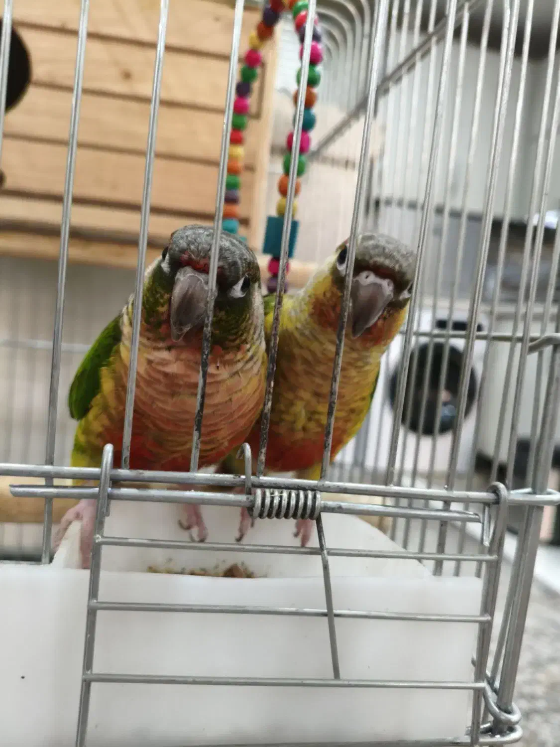 جفت گرینچیک دستی|پرنده|شهریار, شهرک وائین|دیوار