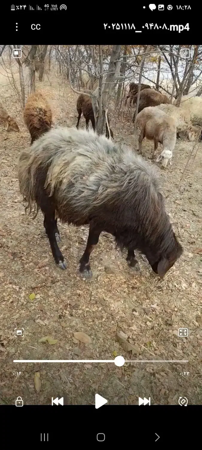 قوچ افشار|حیوانات مزرعه|جغتای, |دیوار