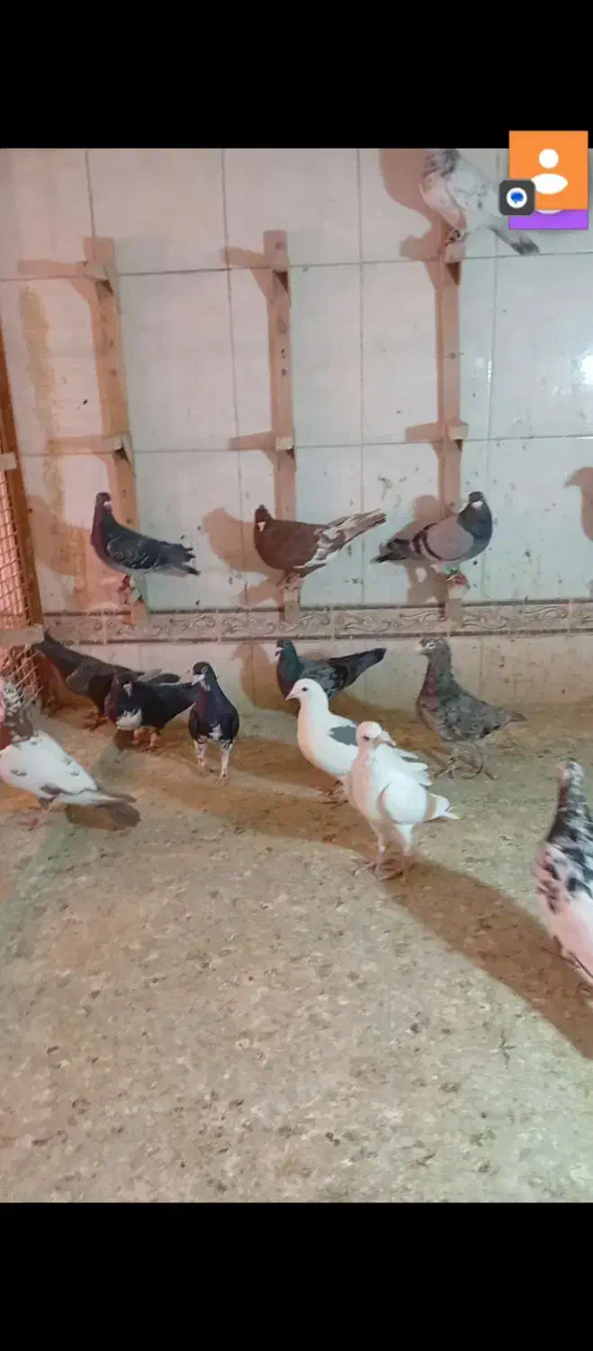 دسته خوب دوس بداری هوایی|پرنده|شیراز, کوشک میدان|دیوار