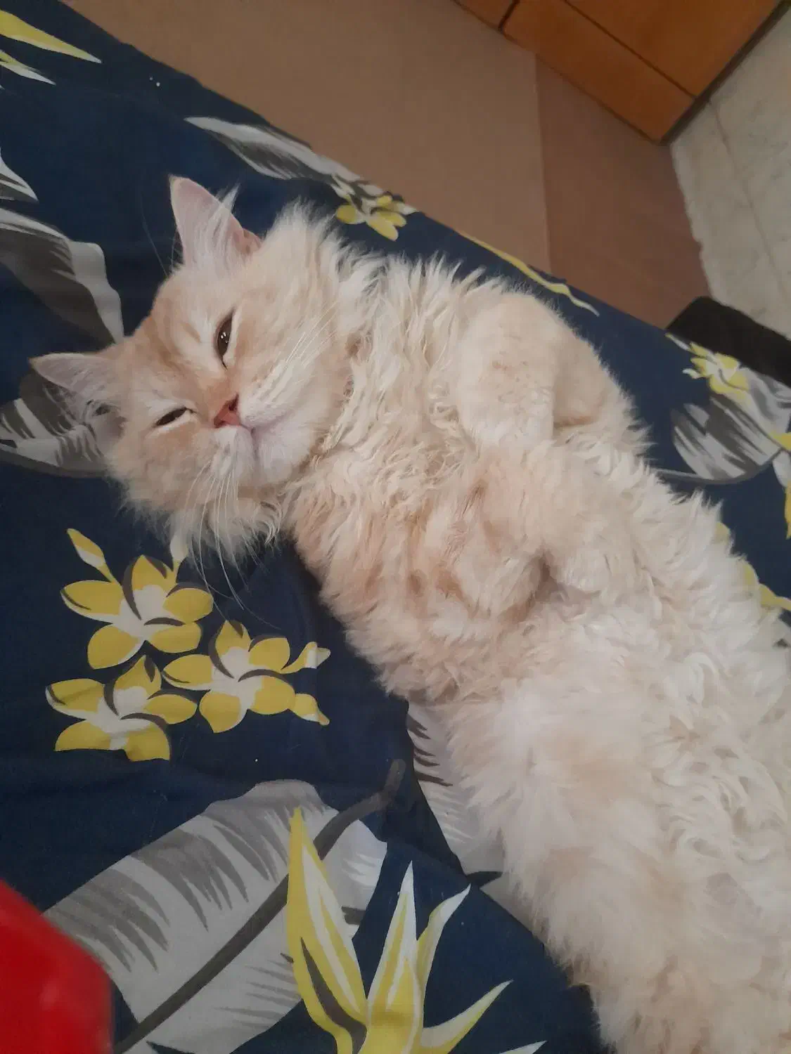 اسکاتیش پرشین نر جهت جفت گیری|گربه|اهواز, کمپلو شمالی|دیوار