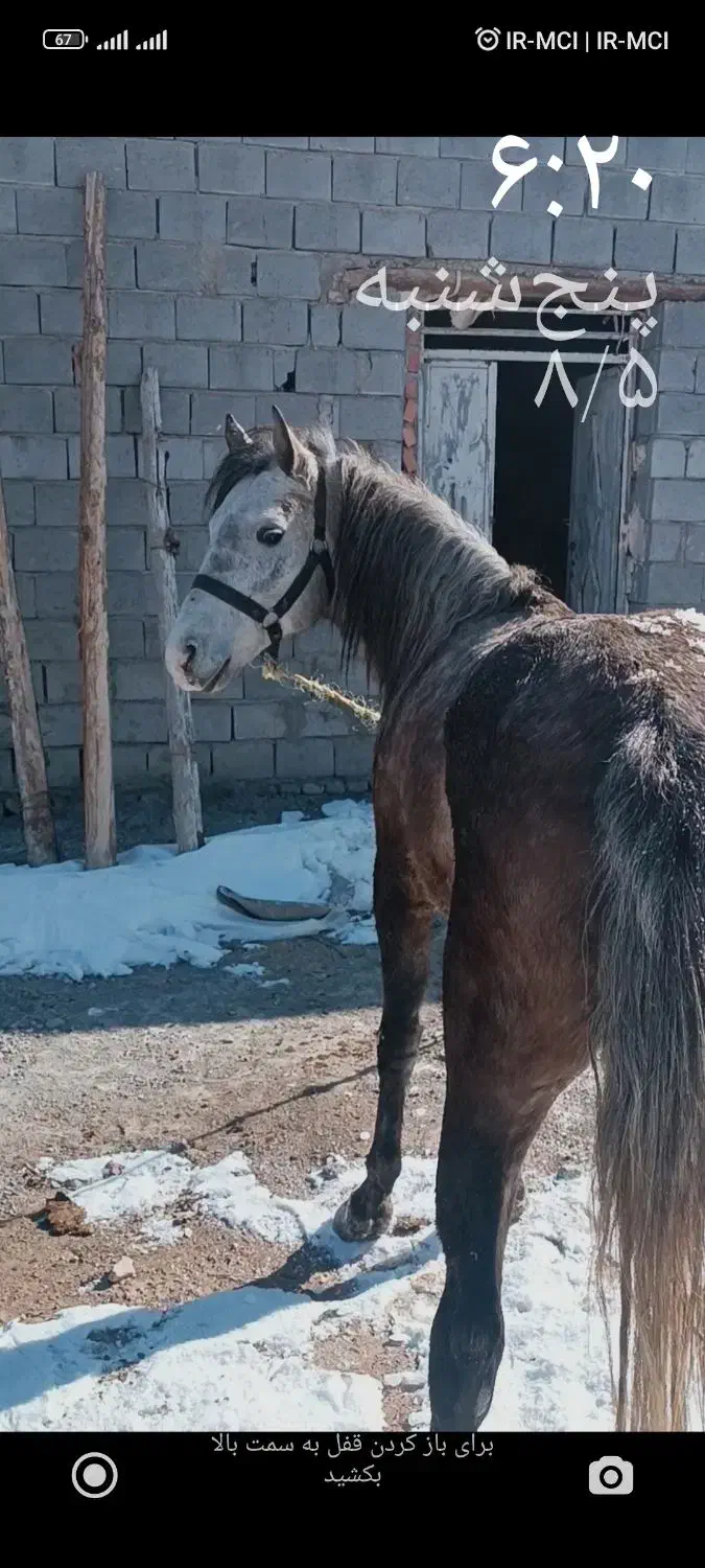 نریمان کرد|اسب و تجهیزات اسب‌سواری|بستان آباد, |دیوار