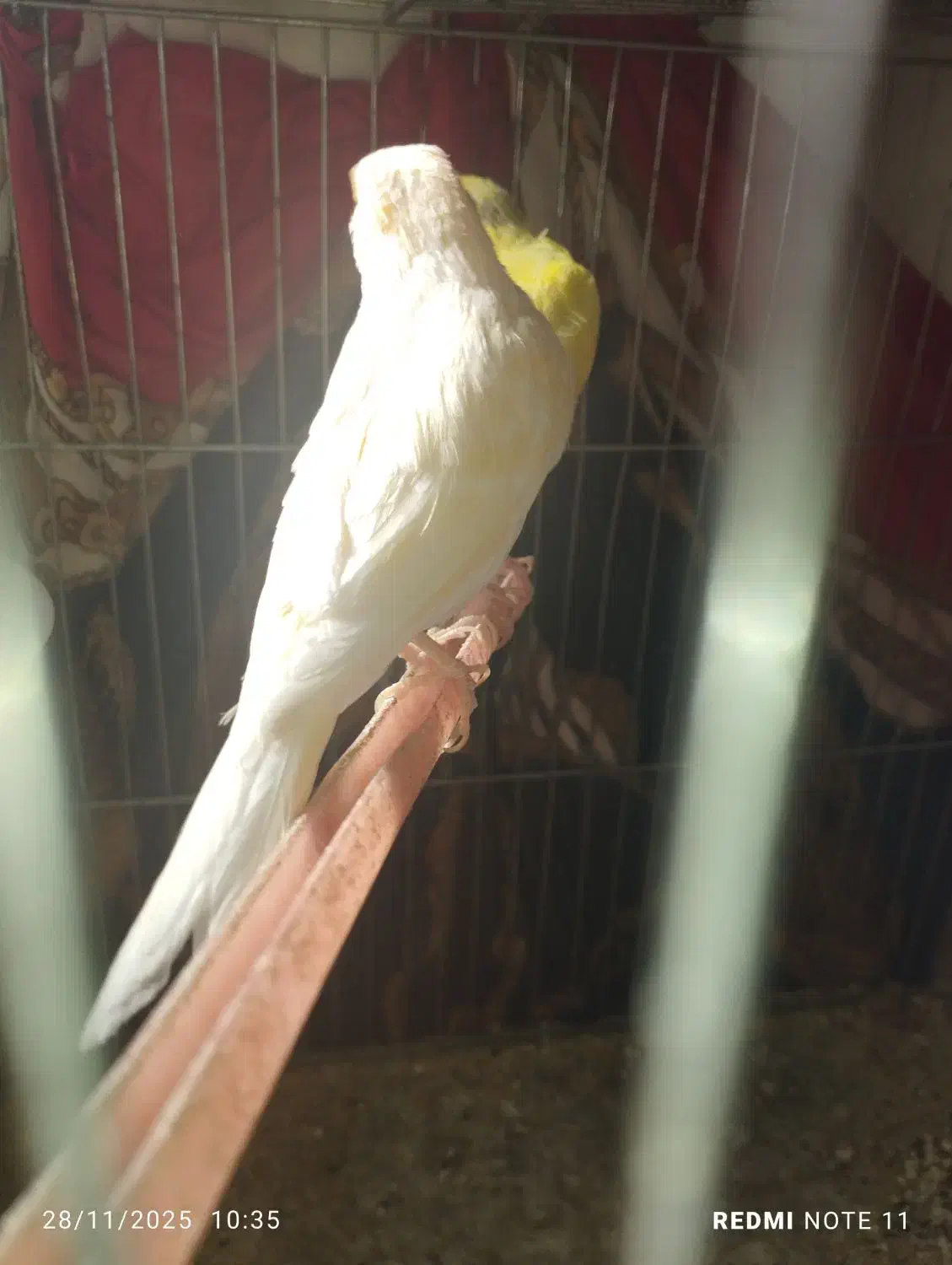 قناری جفت|پرنده|تویسرکان, |دیوار