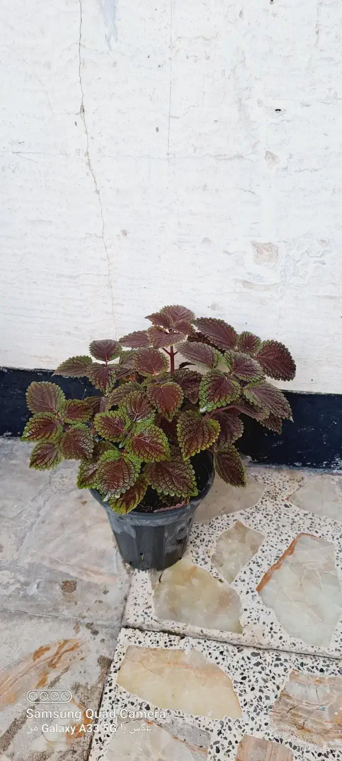 گل حسن یوسف و دیفن باخیا|گل و گیاه طبیعی|مرودشت, ژیان|دیوار