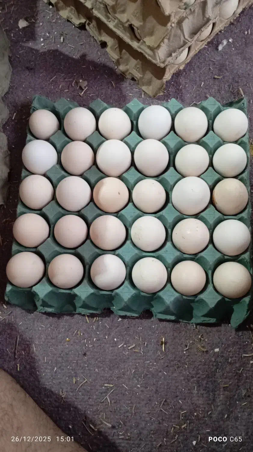 تخم مرغ محلی|خوردنی و آشامیدنی|اهواز, شریعتی جنوبی|دیوار